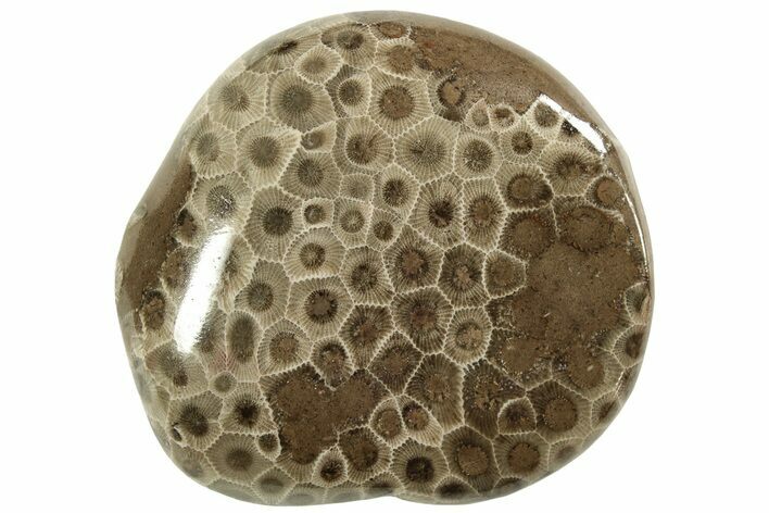 Polished Petoskey Stone (Fossil Coral) - Michigan #220340